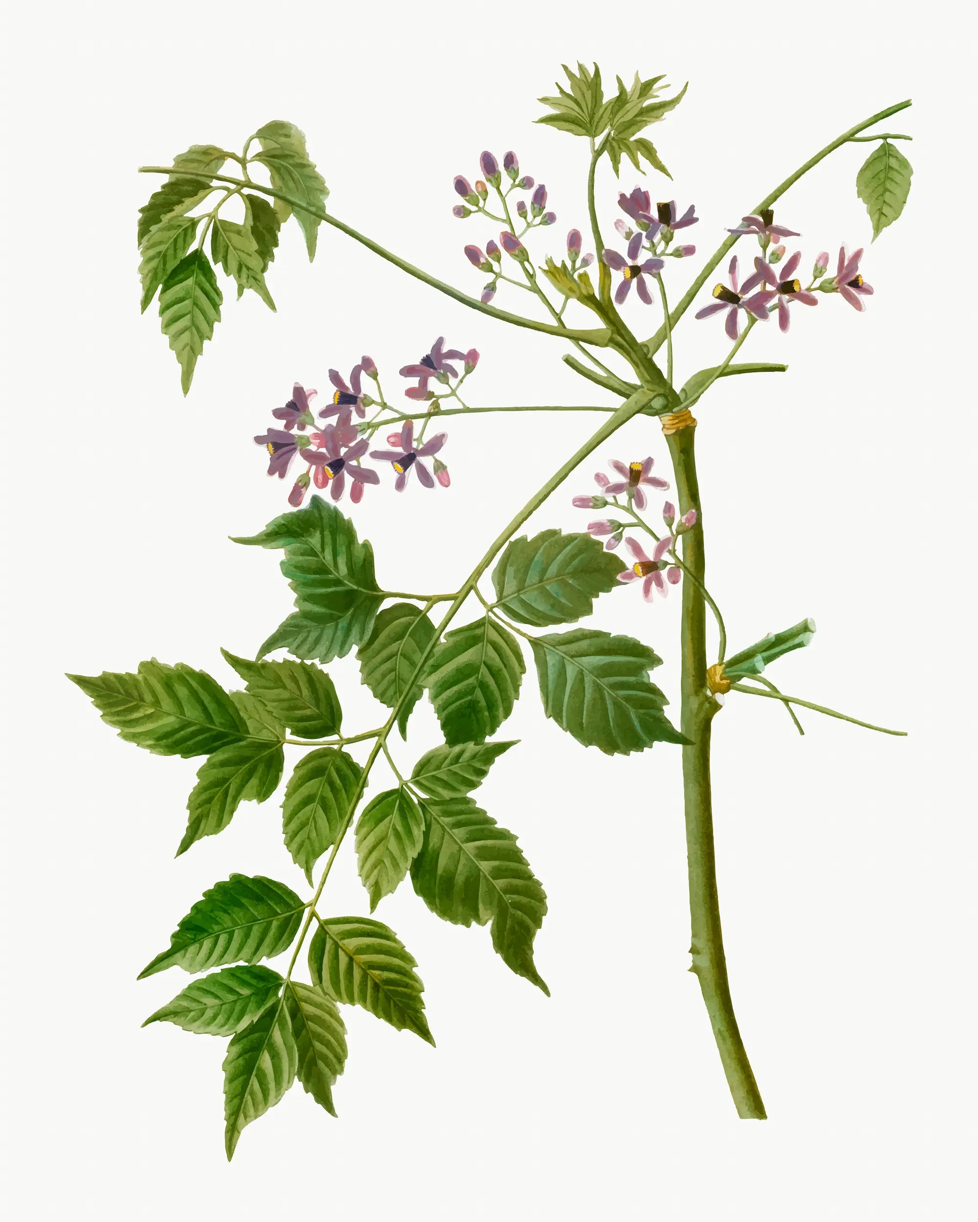 Extrait de réglisse