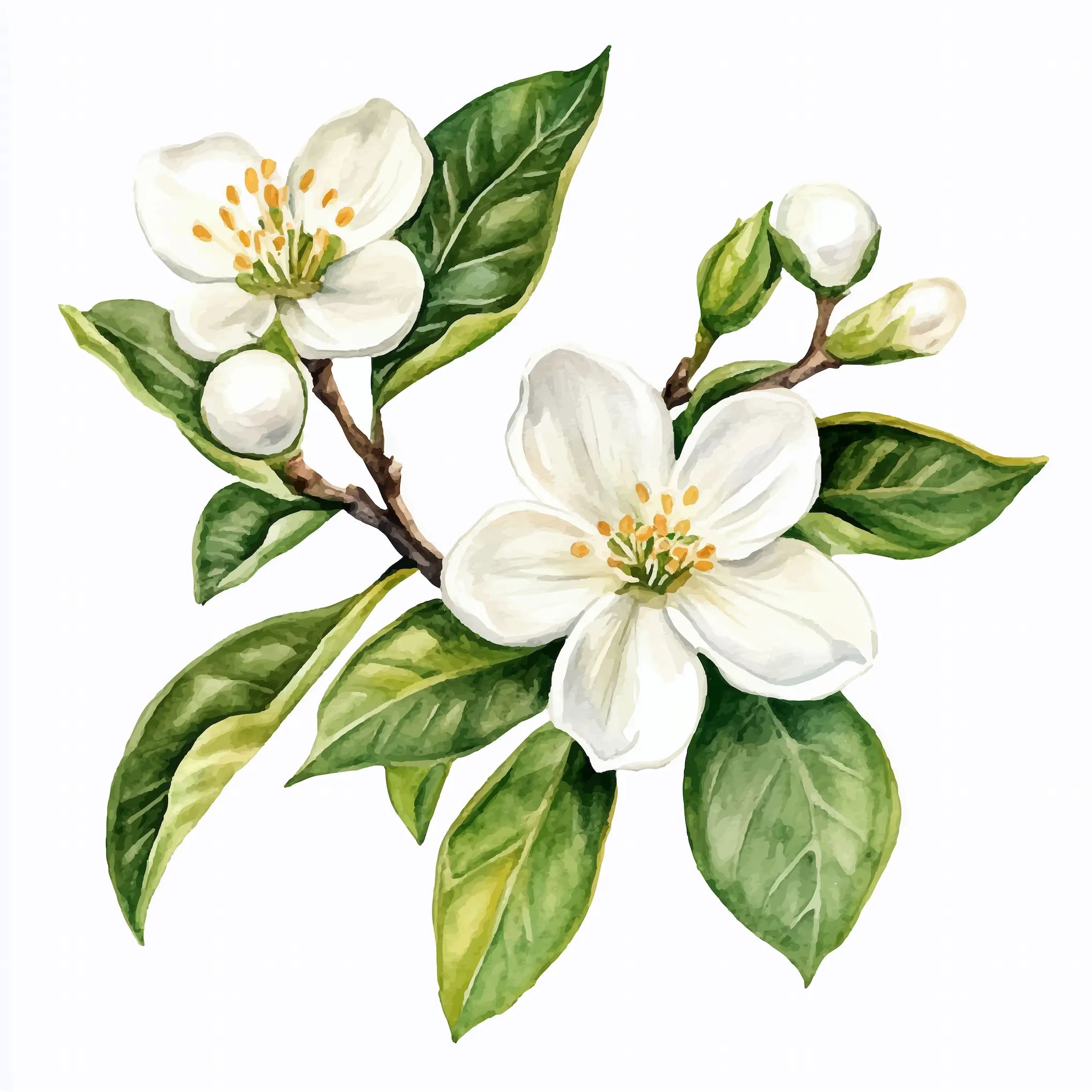 HUILES ESSENTIELLES (EUCALYPTUS, ROMARIN, CYPRES, NÉROLI)