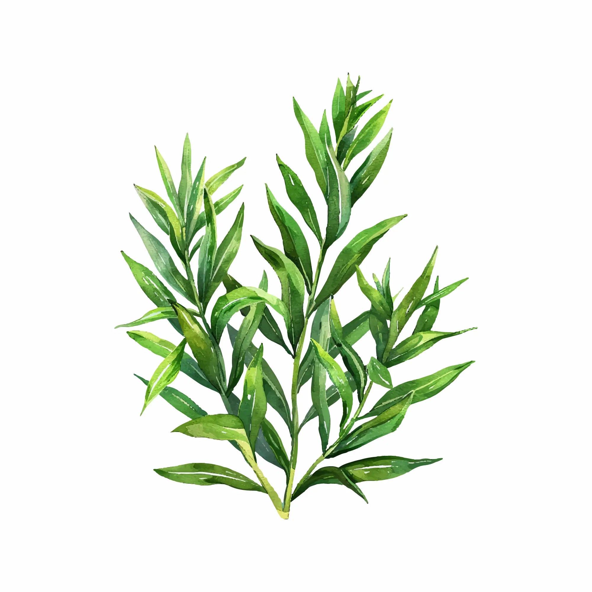 TEA TREE
