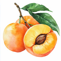 Huile de noyau d’abricot