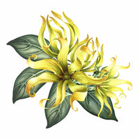 Huile essentielle d’ylang-ylang